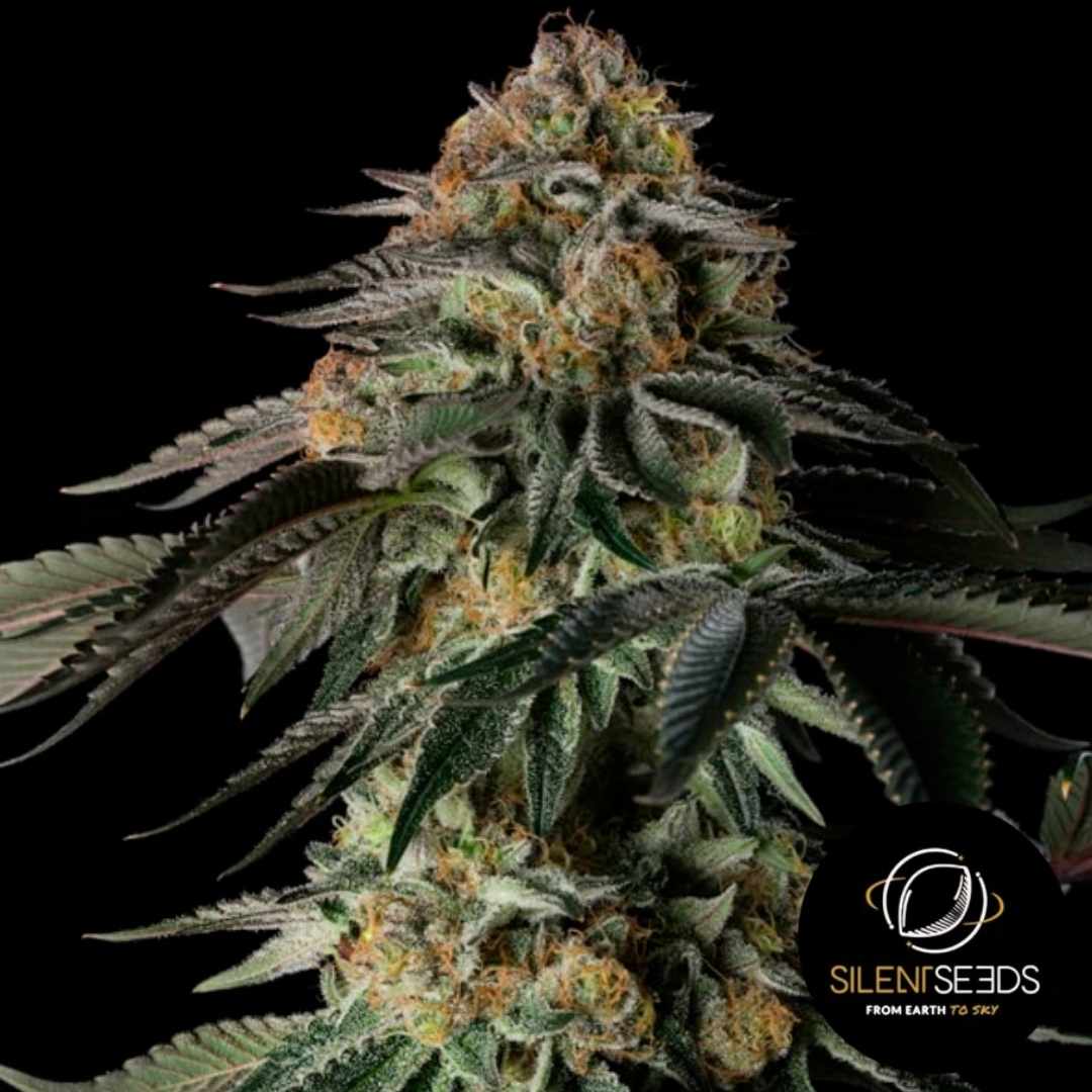 Dicht bewachsener Rainbow Gas Cannabisbud mit frostigen Trichomen und orangefarbenen Blütenhaaren.