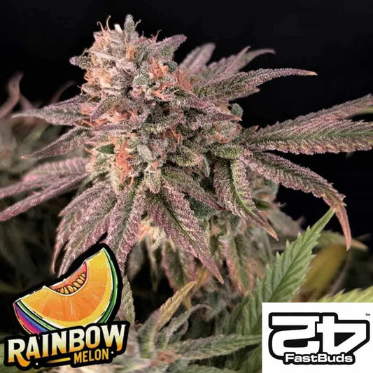 Rainbow Melon Bud mit violett-grünen Blättern und dichten Harztrichomen von Fast Buds