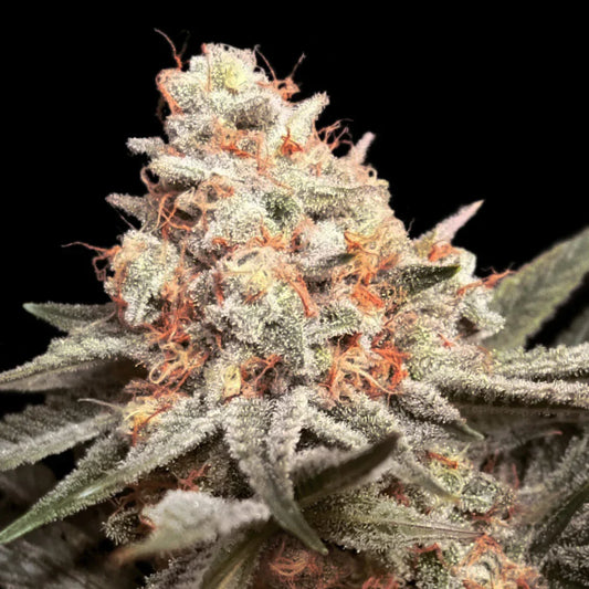 Rainbow Mint Bud mit dichten Trichomen, grün-violetten Nuancen und leuchtend orangefarbenen Blütenhaaren.