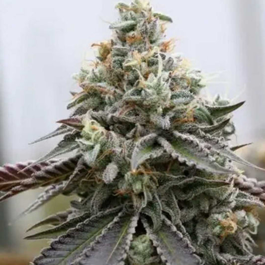 Rainbow Sherbert x Spritzer von Vision Seeds mit dichter harziger Cannabisblüte.