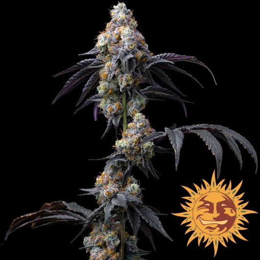 Rainbow Sherbet Cannabisblüte mit dichten, harzigen Buds, lila Blättern und orangen Blütenstempeln.