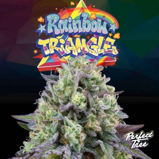 Rainbow Triangle Cannabis Blüte mit dichten, harzigen Buds und violett-grünen Blättern