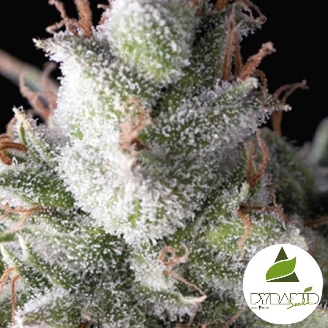 Ramses Blüte mit dichten Harztrichomen und orangefarbenen Blütenfäden