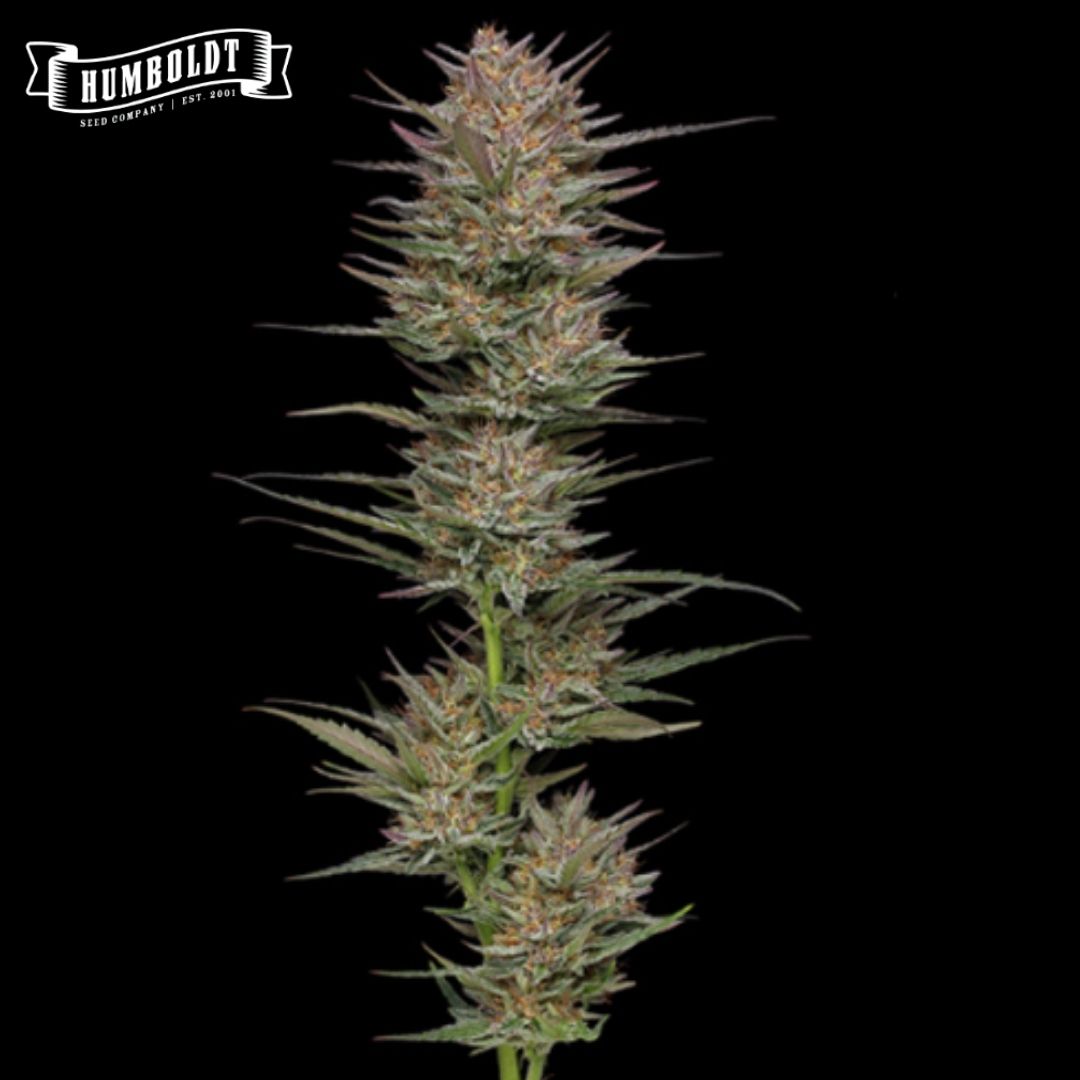 Raspberry Parfait Cannabisblüte mit dichten, harzigen Buds und schmalen Blättern
