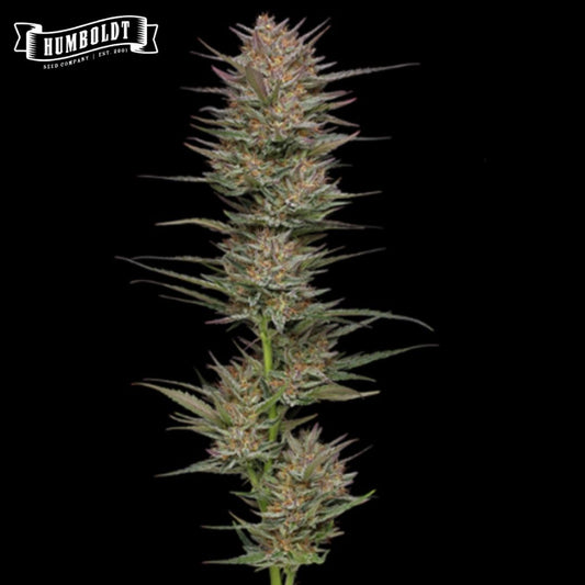 Raspberry Parfait Cannabisblüte mit dichten, harzigen Buds und schmalen Blättern