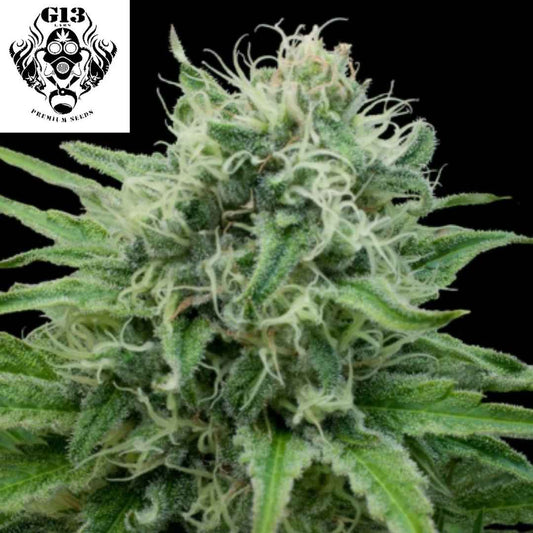 Harzige Raw Diesel Cannabisblüte mit dichten Trichomen und langen hellen Blütenfäden