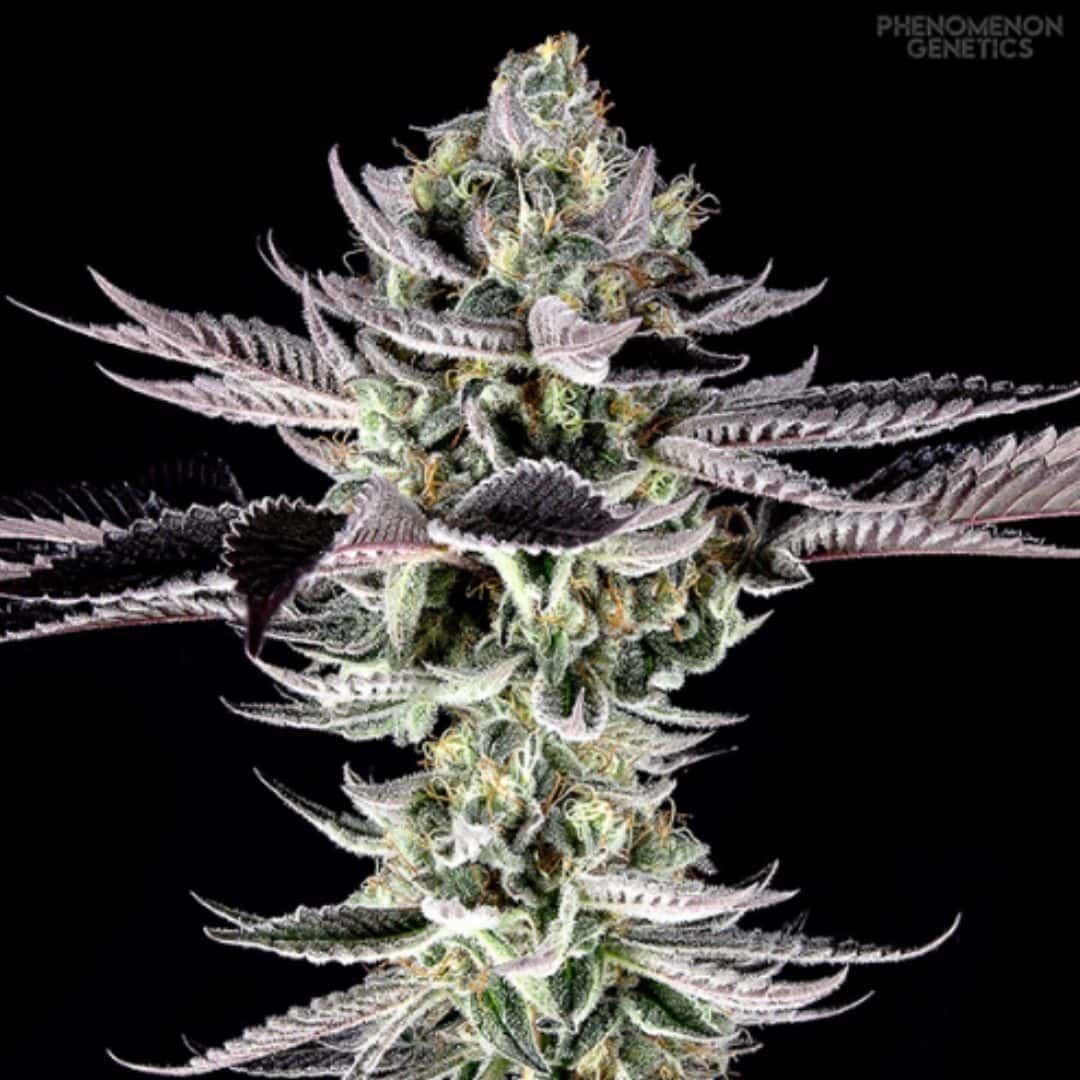 Re-Locoz Cannabisblüte mit violetten Zuckerblättern, dichter Harzschicht und orangefarbenen Härchen