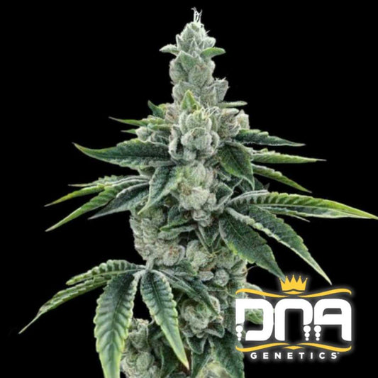 ReCon 2.0 Cannabisblüte mit dichten, harzüberzogenen Buds und dunkelgrünen Blättern