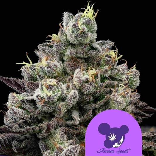 Dichte Red Banana Pudding Blüte mit violetten Nuancen, grünen Akzenten und dicker Schicht funkelnder Trichome