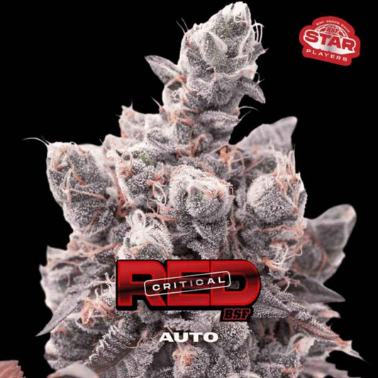 Auto Red Critical XXL Blüte mit dichter Harzschicht, kompakten Buds und orangefarbenen Stempeln von BSF Seeds
