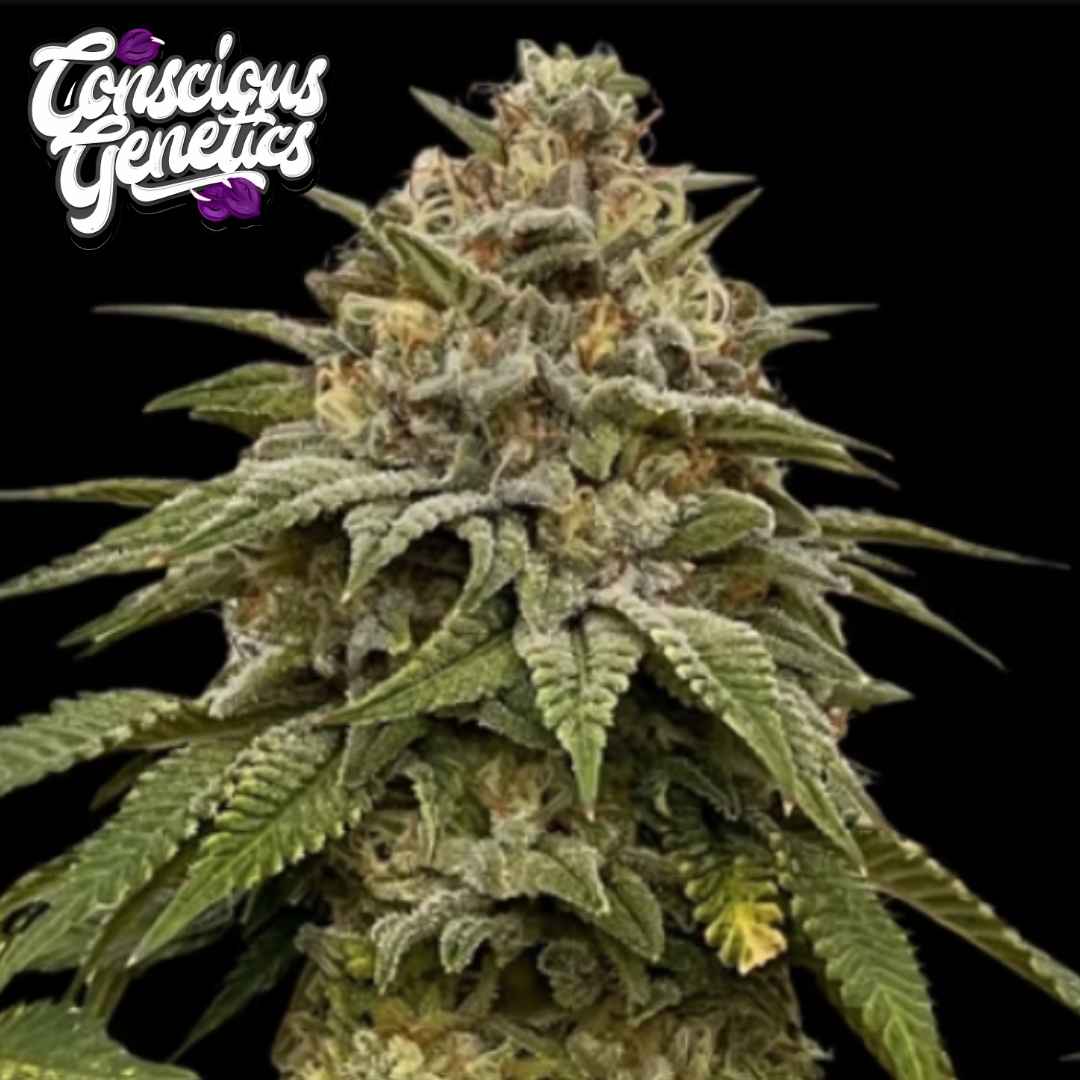 Red Halo Cannabisblüte mit dichten Trichomen, grünen Blättern und harzigen Blütenkelchen