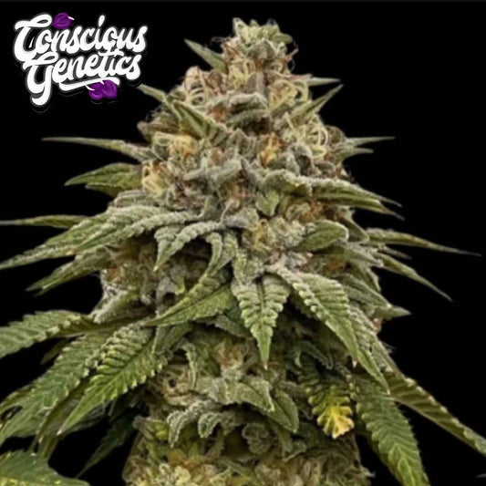 Red Halo Cannabisblüte mit dichten Trichomen, grünen Blättern und harzigen Blütenkelchen