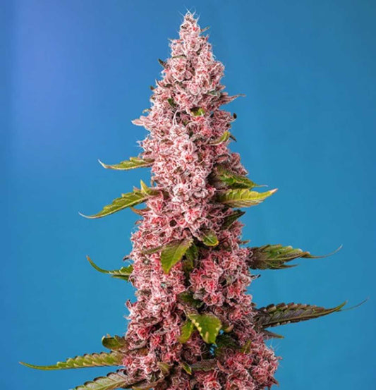 Red Hot Cookies (Sweet Seeds) Feminisiert
