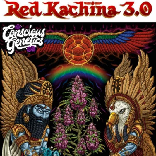 Red Kachina 3.0 Cannabisblüte mit violetten Buds und kunstvoller Adler-Symbolik