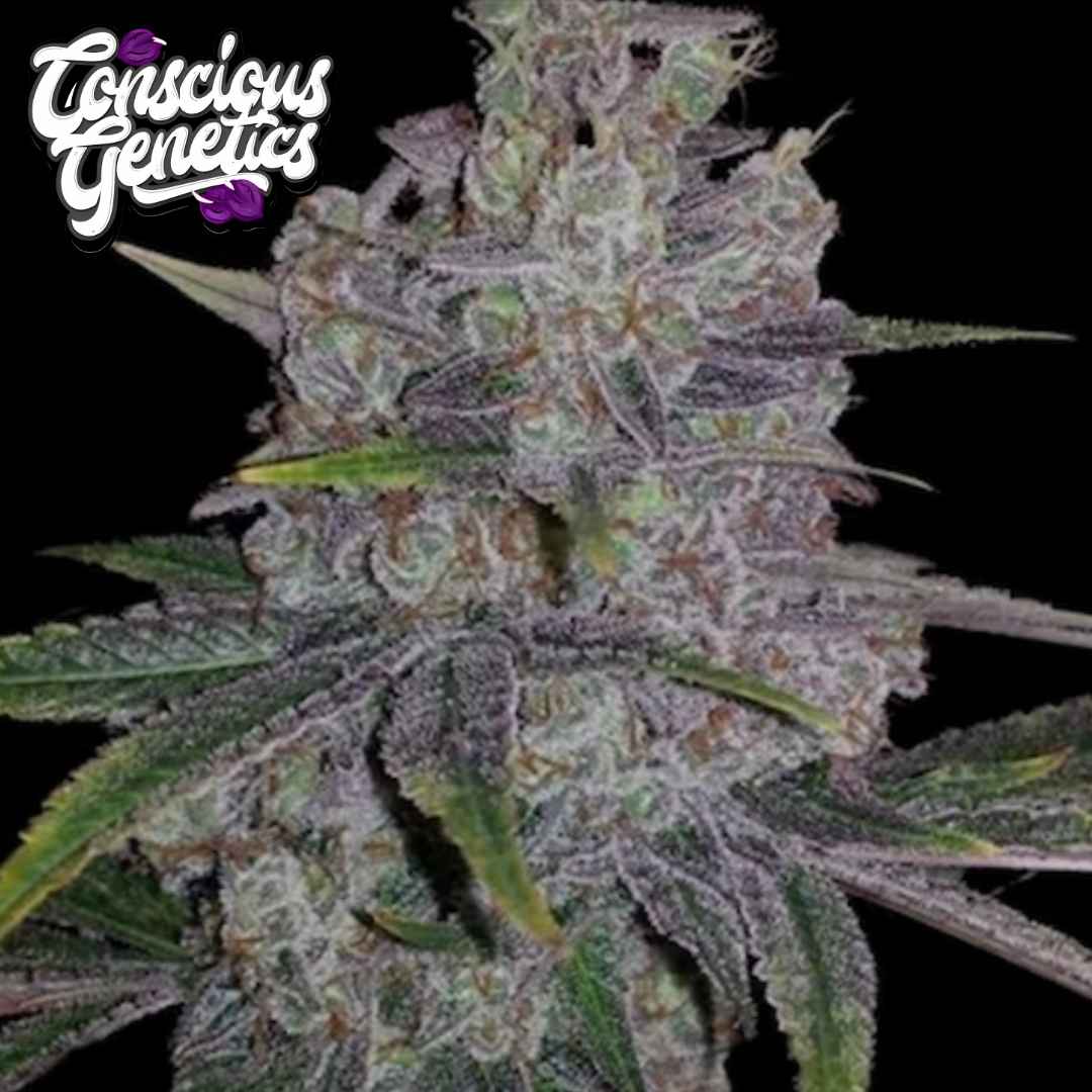 Red Lotus Cannabisblüte mit dichten Trichomen, violetten Nuancen und orangefarbenen Blütenfäden
