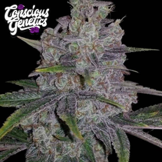 Red Lotus Cannabisblüte mit dichten Trichomen, violetten Nuancen und orangefarbenen Blütenfäden