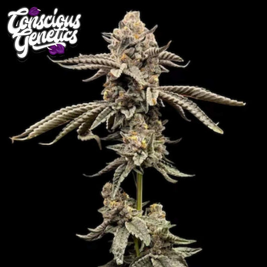 Red Opal Cannabisblüte mit dichten, frostigen Buds und schmalen violetten Blättern