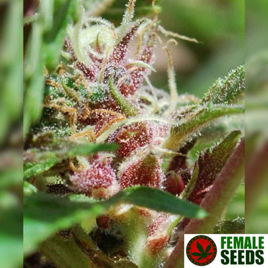 Harzige Purple Maroc Blüte mit vielen weißen Pistillen und dichten Trichomen auf kompaktem Cannabis Bud