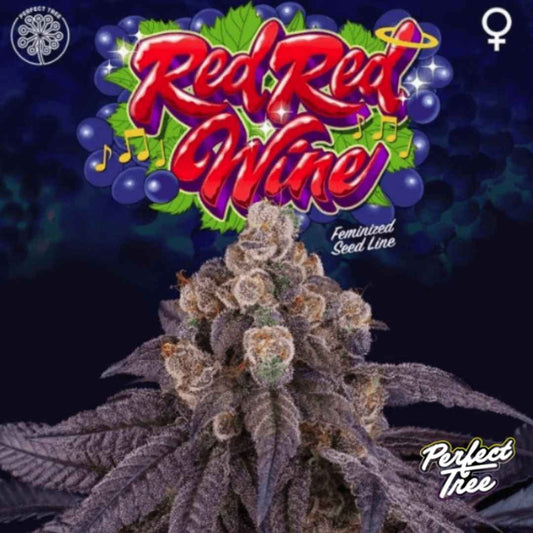 Red Red Wine Cannabispflanze mit dichten, harzigen Blüten und violetten Blättern in der Blütephase