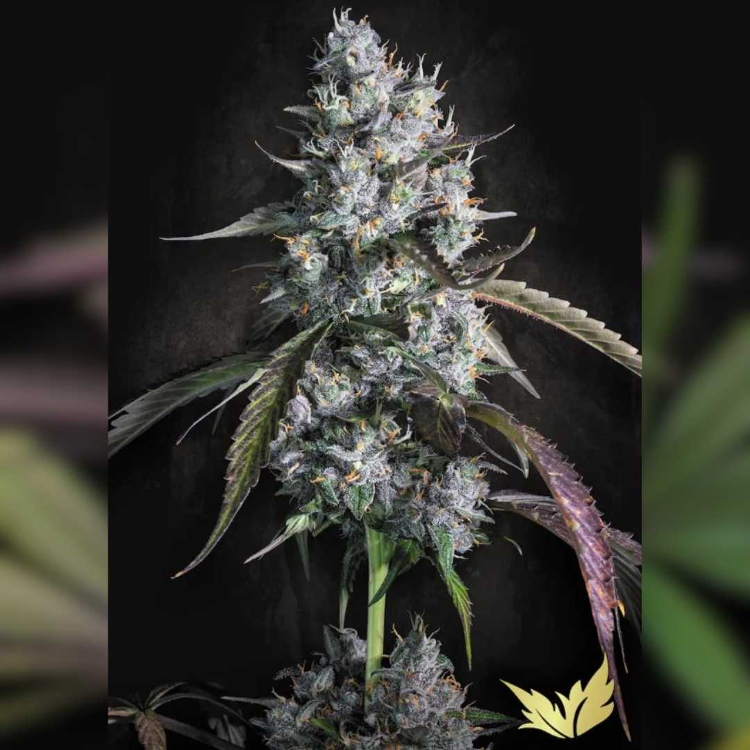 Red Velvet Auto Blüte mit dichten, harzigen Buds, violettgrünen Blättern und leuchtend orangefarbenen Blütenhaaren.