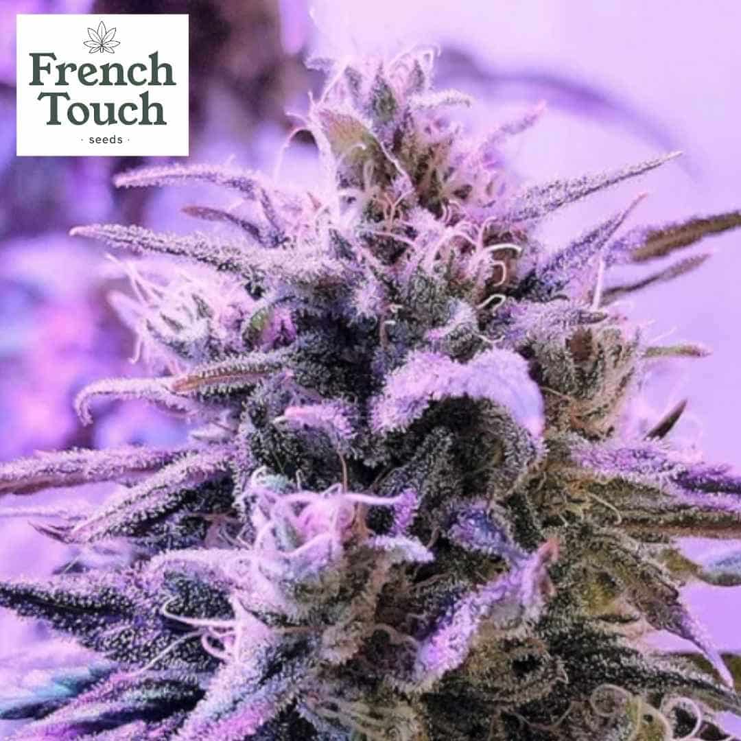 Respeto Cannabissamen Blüte mit dichten, frostigen Trichomen und leuchtenden weißen Härchen