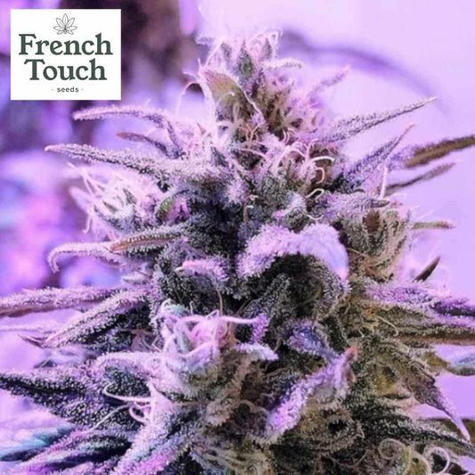 Respeto Cannabissamen Blüte mit dichten, frostigen Trichomen und leuchtenden weißen Härchen