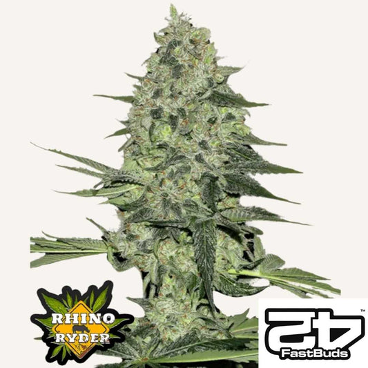 Rhino Ryder Auto mit dichten, harzigen Buds und kräftigen grünen Blättern