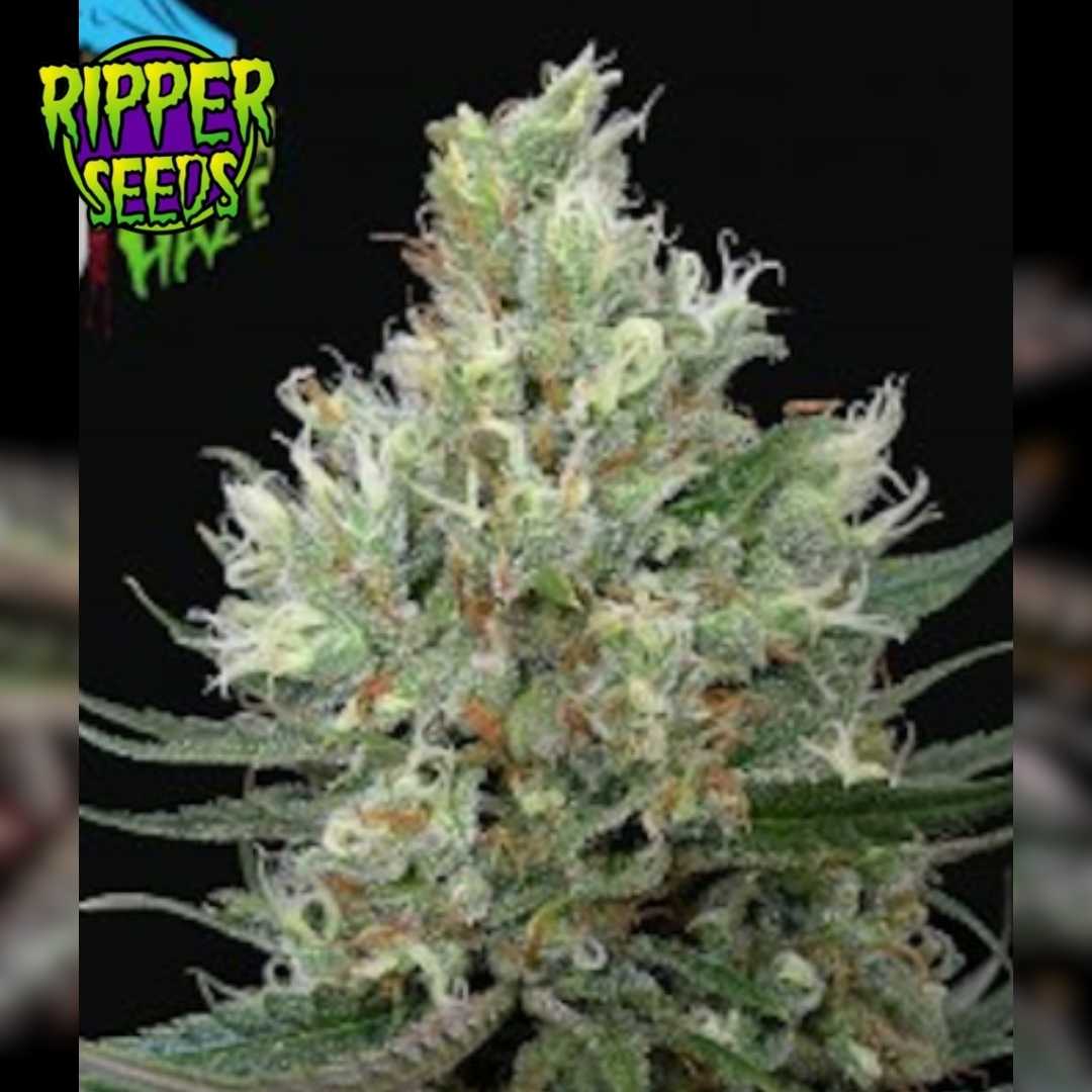 Ripper Haze Blüte mit dichter Harzschicht, orangefarbenen Blütenfäden und spitzen Kelchen