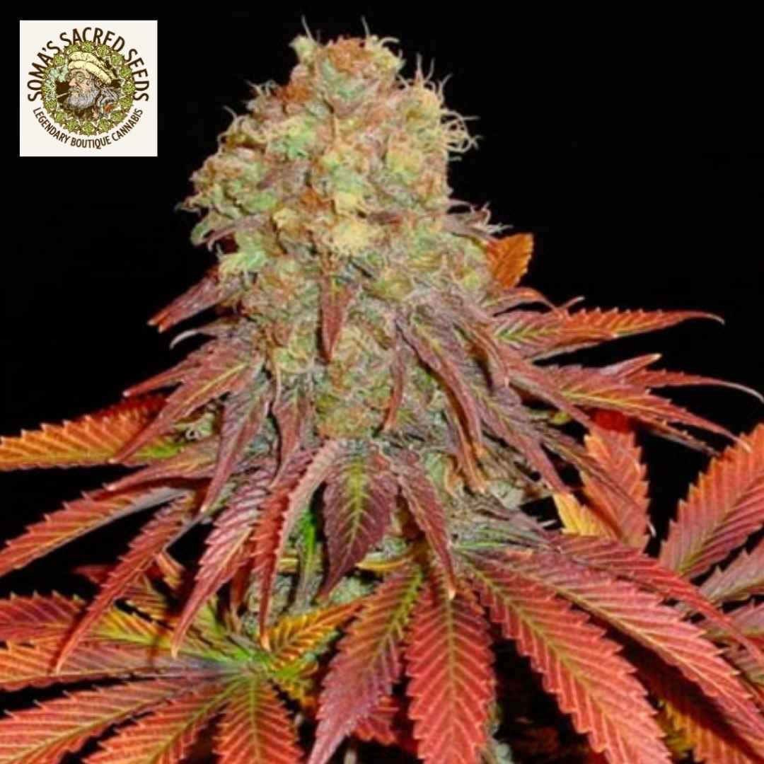 Rock Bud mit dichter, harziger Blüte und rot-violetten Blättern kurz vor der Ernte