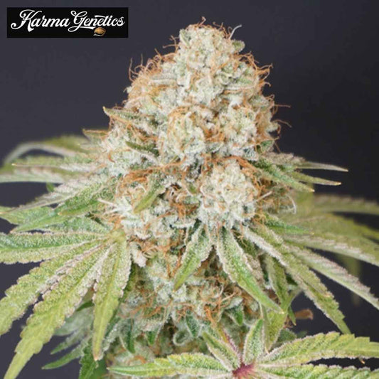 Rocky Melon Cannabisblüte mit dichten Trichomen, orangefarbenen Blütenfäden und schmalen grünen Blättern