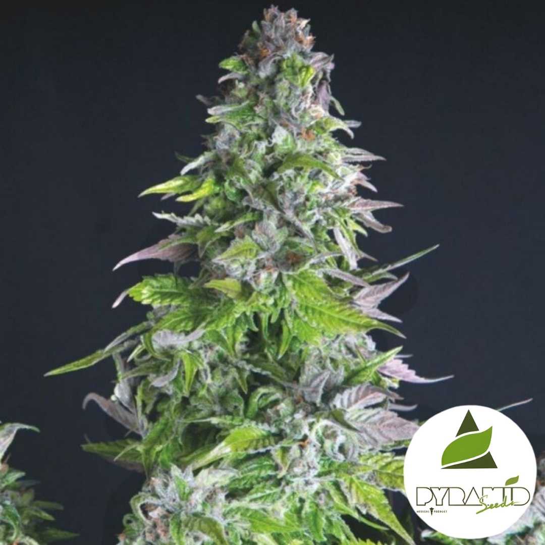 Romulan Blüte mit dichten Harzschichten, grünen und violetten Blättern sowie kompaktem, kristallbedecktem Bud