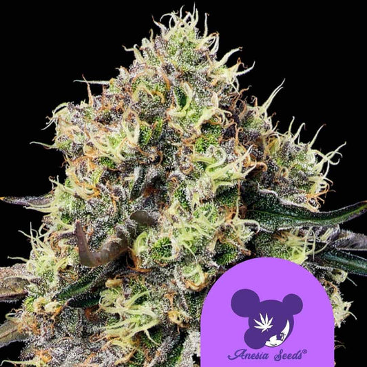 Roswell Code Cannabisblüte mit dichten Harztrichomen und orangefarbenen Blütenhärchen