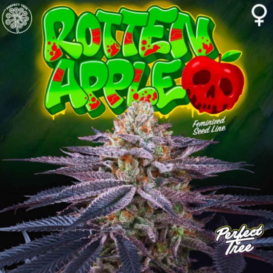 Rotten Apple Cannabisblüte mit violetten Blättern und dichten, harzigen Buds, Perfect Tree Seed Line Design