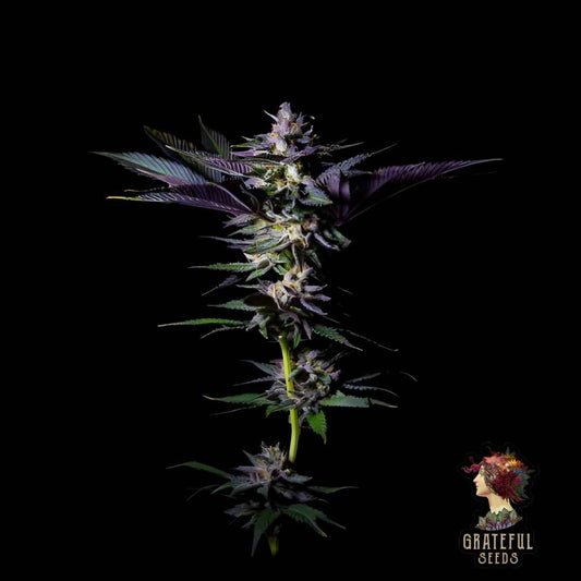 Rotten Rainbow mit violett-grünen Blüten und harzreichen Buds entlang des zentralen Haupttriebs