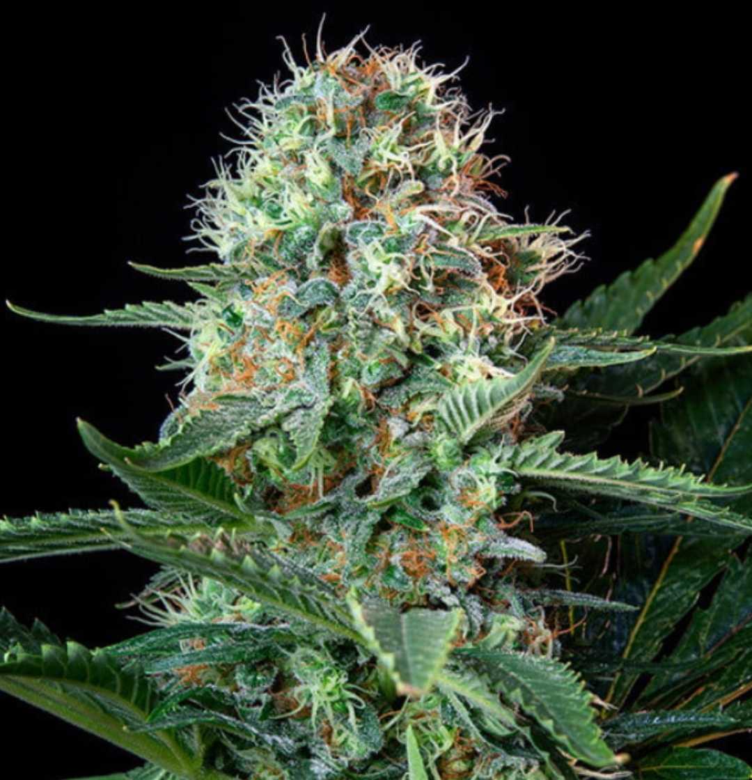 Reife Royal Cookies Pflanze mit kompakten Buds, orangefarbenen Stigmen und vielen Kristallen auf dunklem Hintergrund