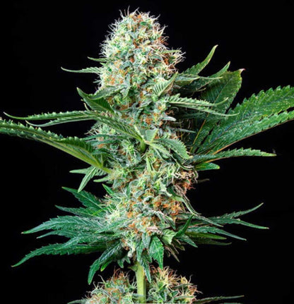 Royal Cookies Pflanze mit mehreren stark harzigen Buds und tiefgrünen Blättern auf schwarzem Hintergrund