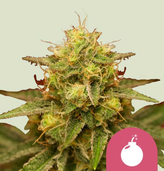 Royal Domina Bud mit dichten grünen Blüten, orangen Stigmen und kristallklaren Trichomen