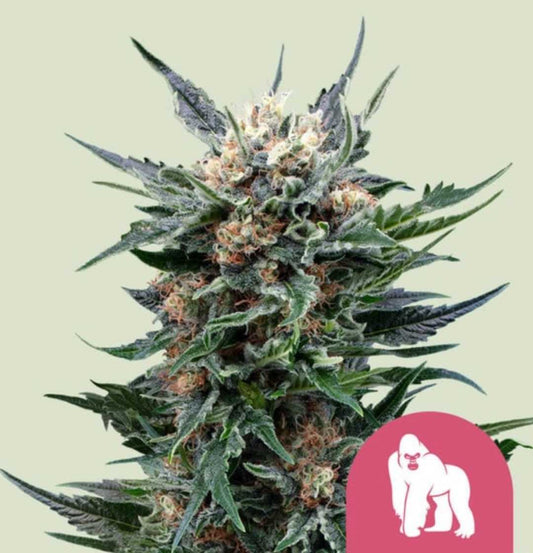 Harzige Blüte der Sorte Royal Gorilla Royal Queen Seeds Feminisiert mit dichten Trichomen und orangefarbenen Härchen.