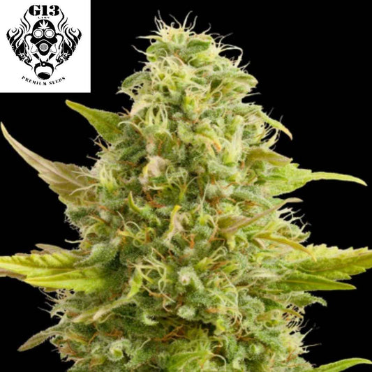 Royal Kush Cannabis Blüte mit dichten harzigen Buds und hellgrünen Blättern, indica-dominante Sorte mit kompakter Struktur