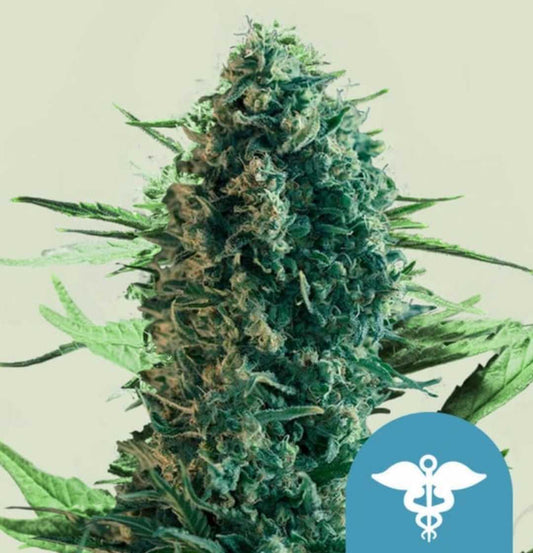 Dichte Royal Medic Cannabispflanze mit harzigen Blüten und sattem Grün