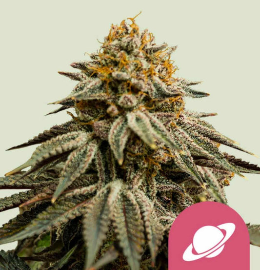 dichte Royal Skywalker Blüte mit harzreichen Trichomen und orangen Stempeln