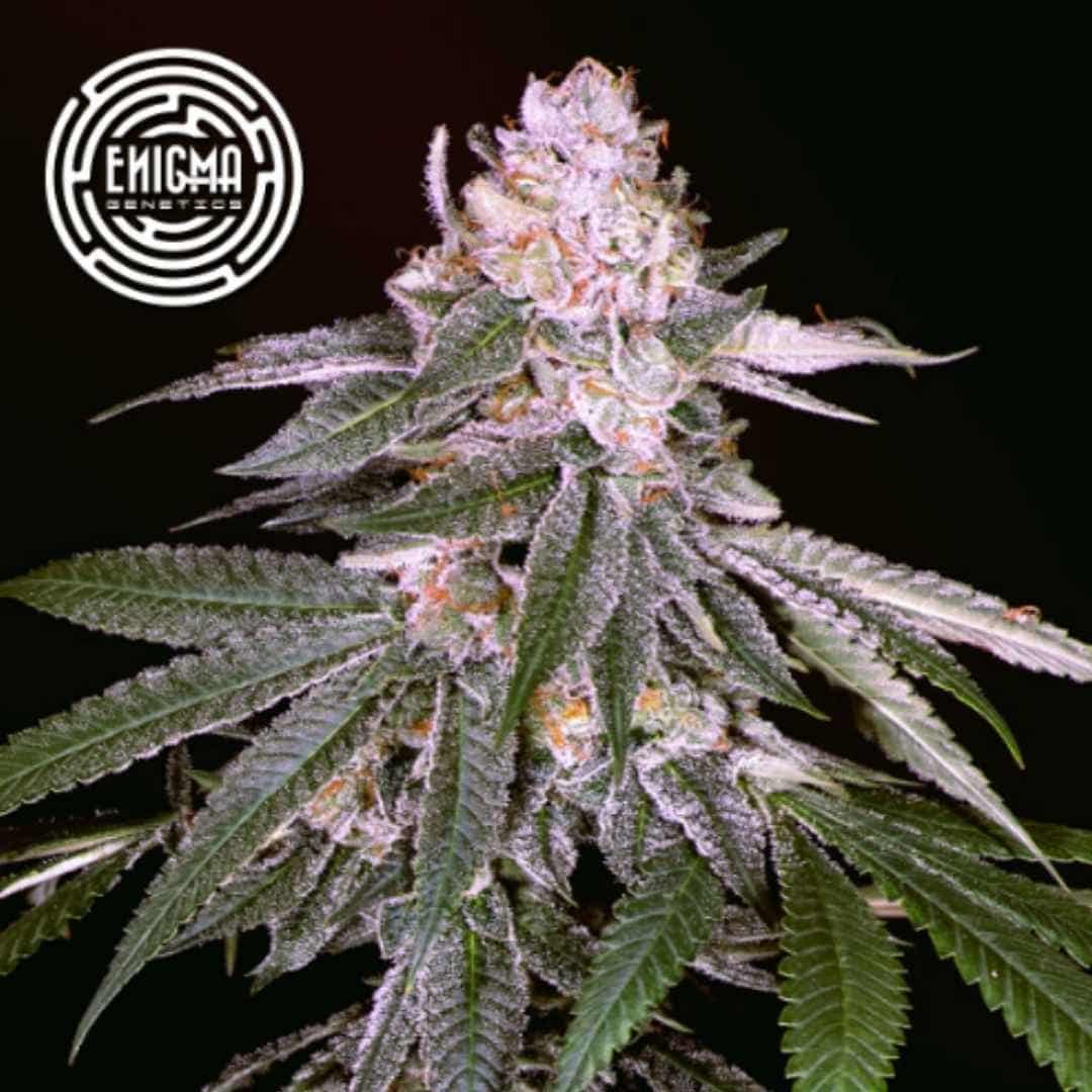 Rozay Cannabispflanze mit dichten harzigen Blüten und sichtbaren Trichomen sowie grünen Blättern