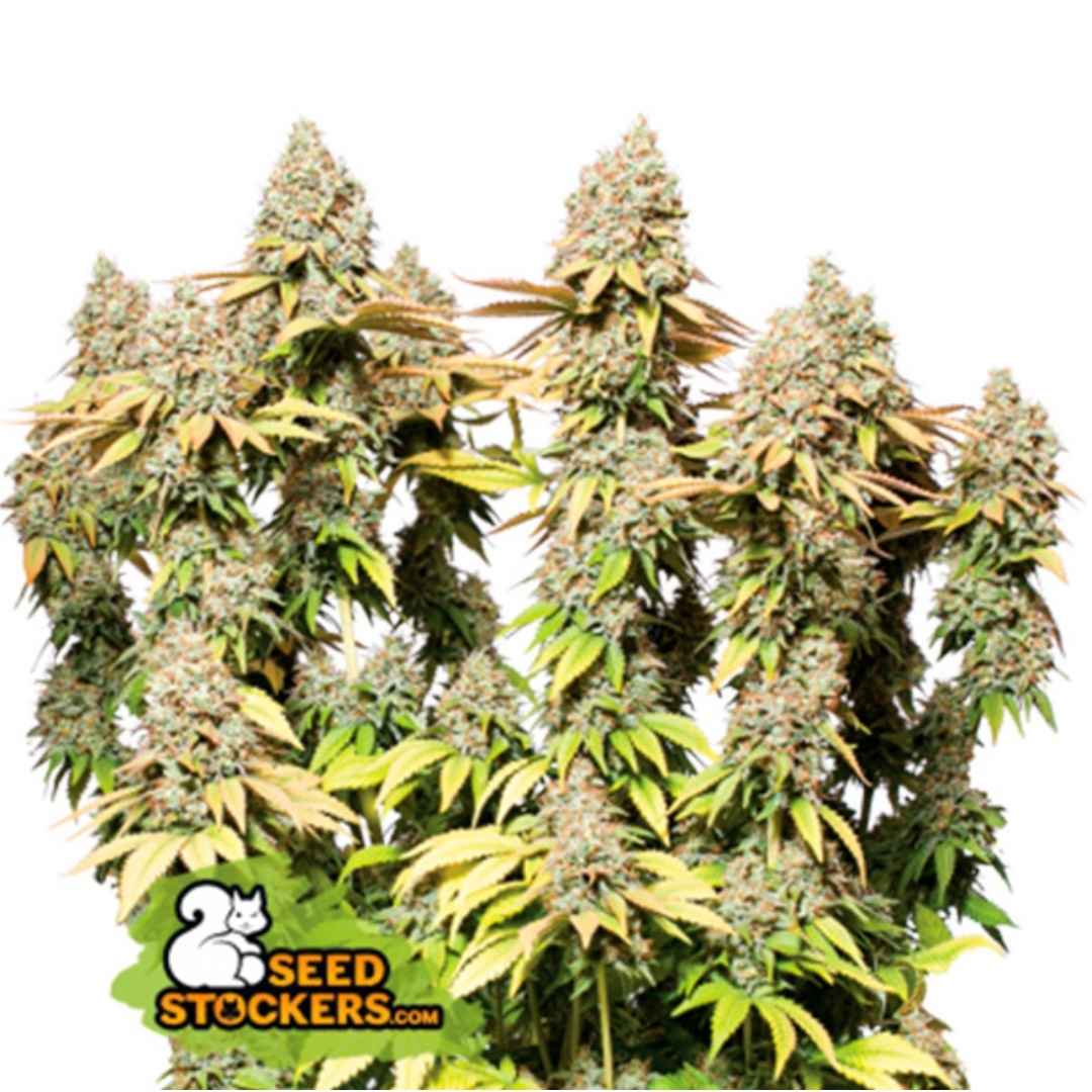 Mehrere blühende Cannabispflanzen mit dichten Buds der Sorte Auto Rucu Cucu in der späten Blütephase