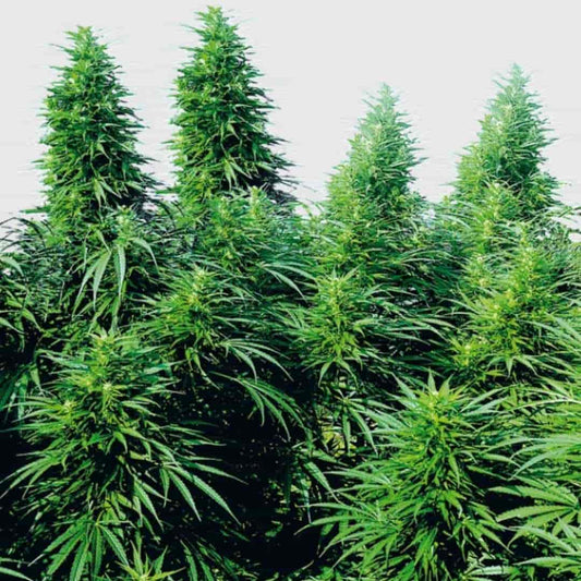 Hohe Ruderalis Skunk Pflanzen mit dichten, harzigen Buds und schmalen Blättern in voller Blüte.