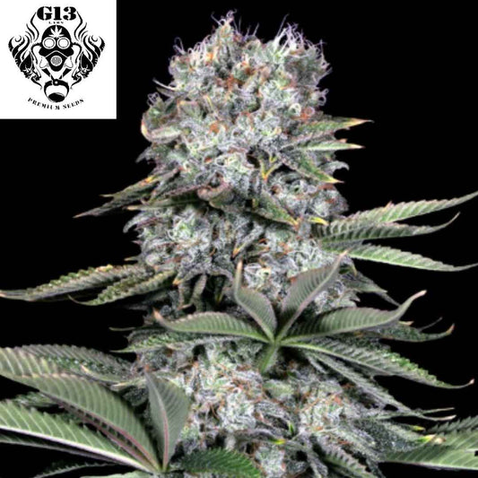 Runtz 13 Cannabis Blüte mit dichten harzigen Buds und starken Trichomen, kompakte Struktur mit breiten grünen Blättern