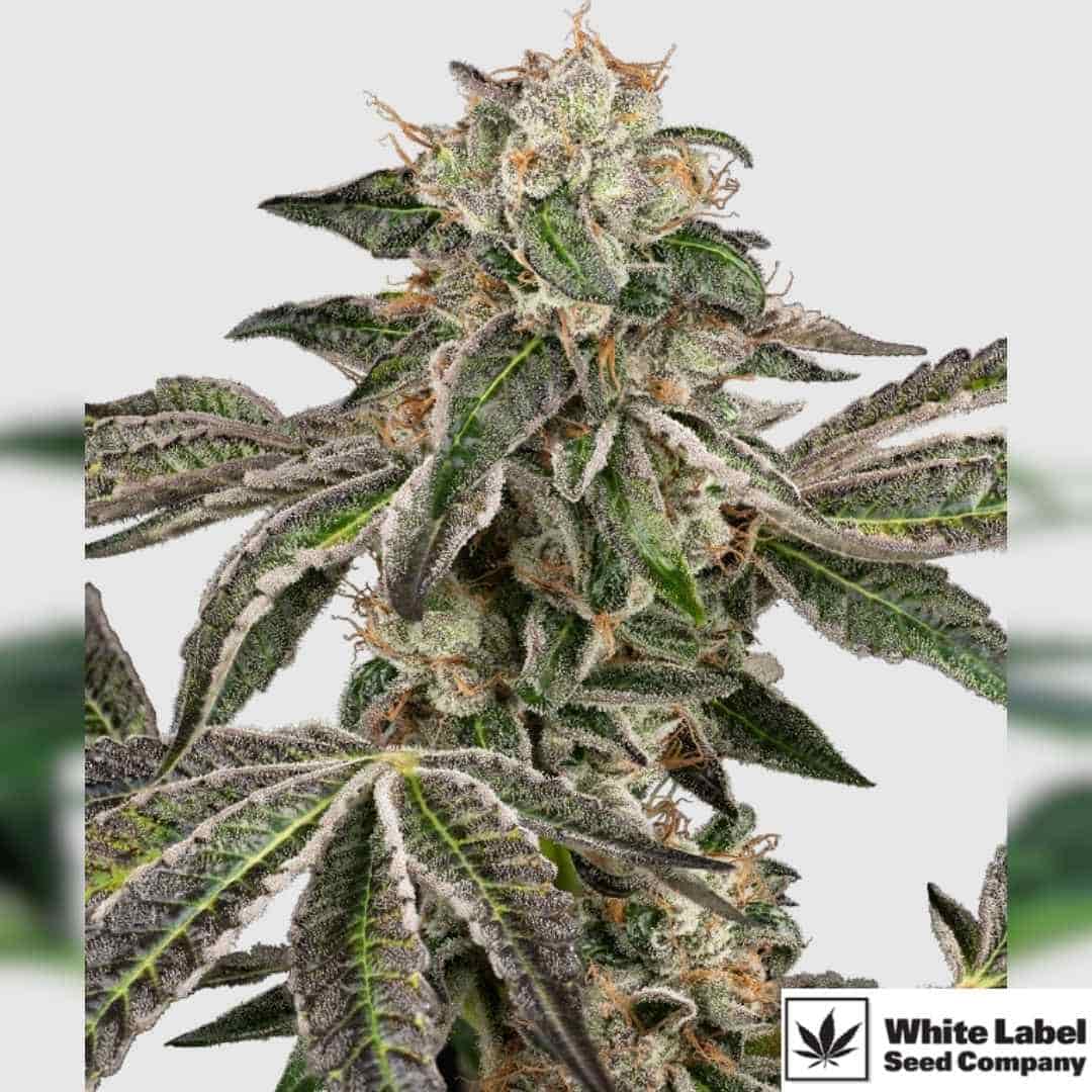 Runtz Automatic mit dichter, harziger Blüte und violettgrünen Blättern voller Trichome