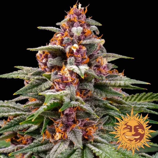 Runtz Auto Blüte mit dichten lila Buds, leuchtend orangefarbenen Härchen und glitzernden Harzkristallen