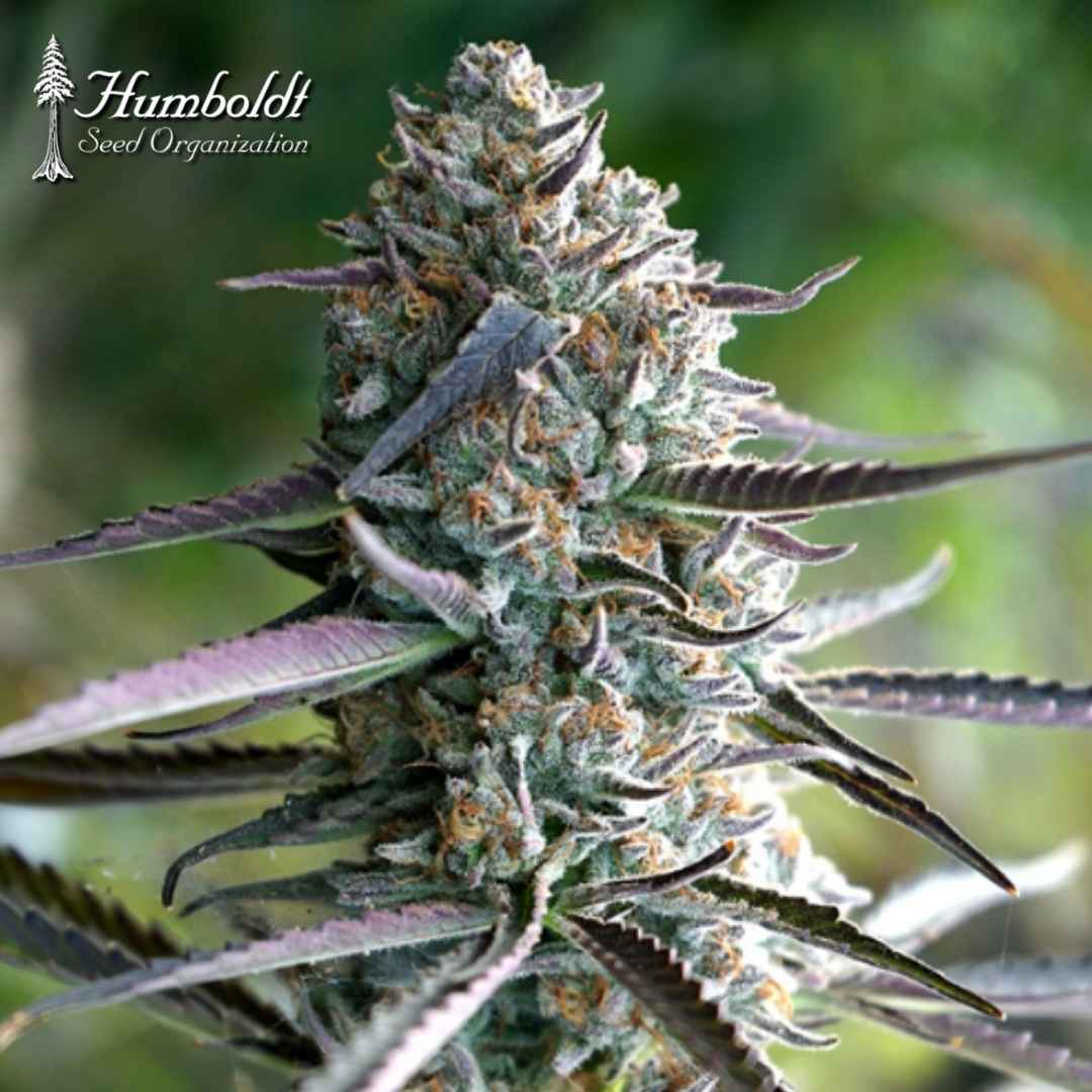 Runtz Fast Flowering Cannabisblüte mit dichten Trichomen, orangefarbenen Härchen und violetten Zuckerblättern