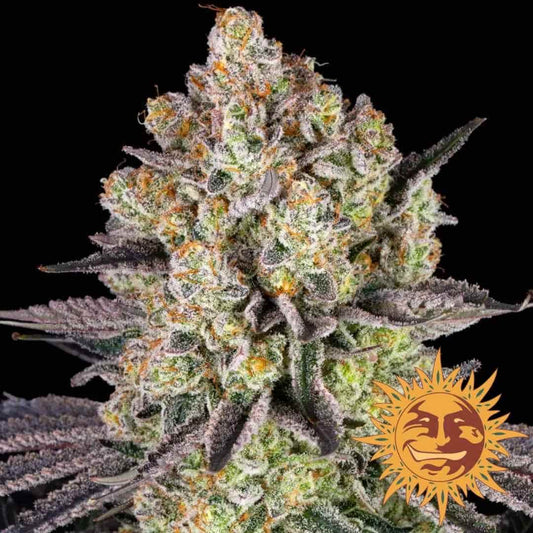 Runtz Bud mit dichten, harzreichen Blüten, orangefarbenen Härchen und violett-grünen Blättern voller Trichome