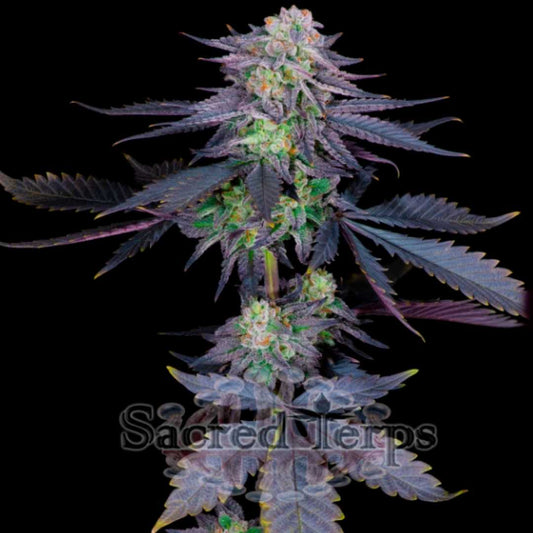 Runtz Cannabisblüte mit dichten, harzigen Buds und violett-grünen Blättern